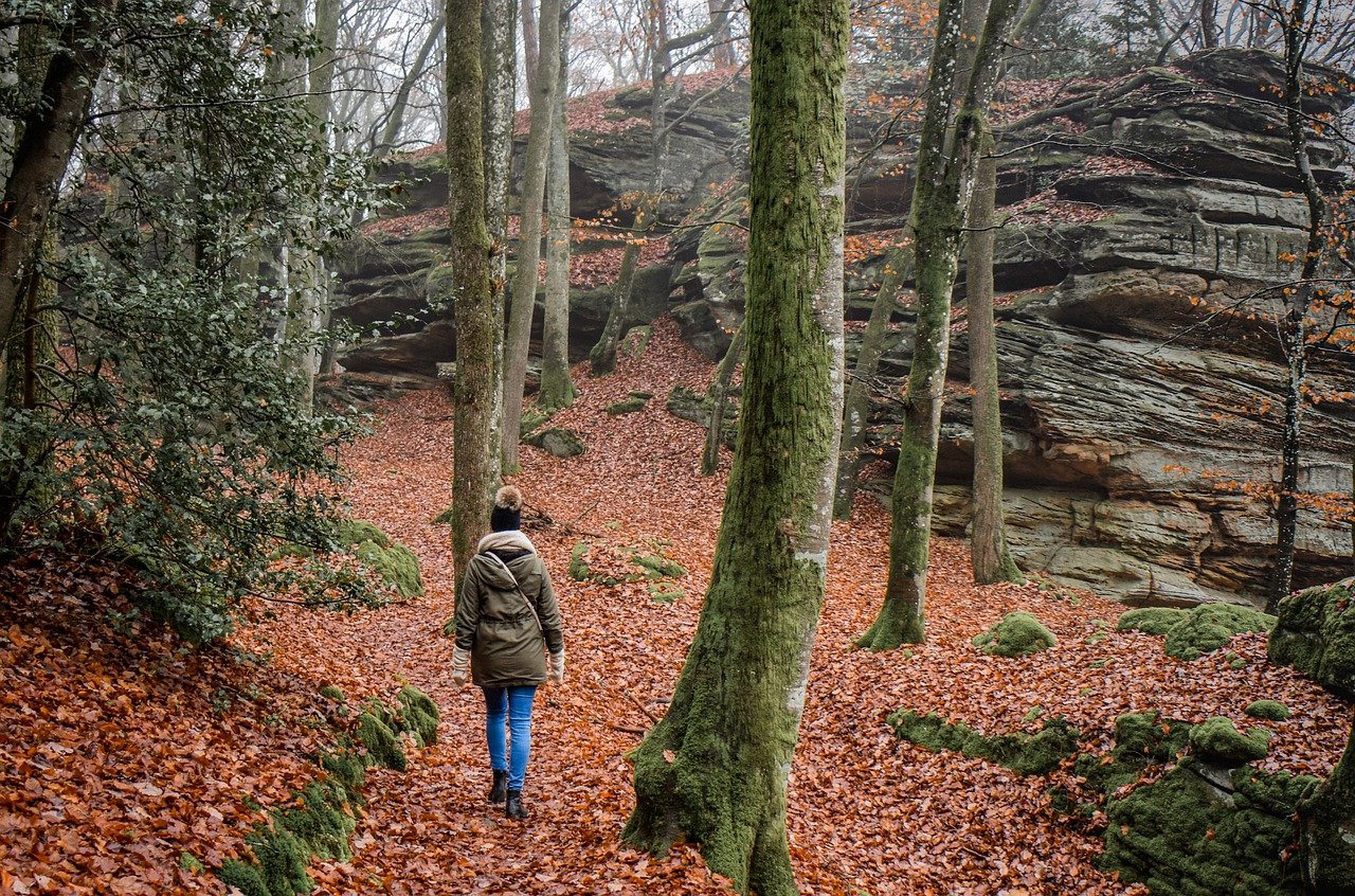 hiking, forest, nature, winter, landscape, hiking, hiking, hiking, hiking, hiking